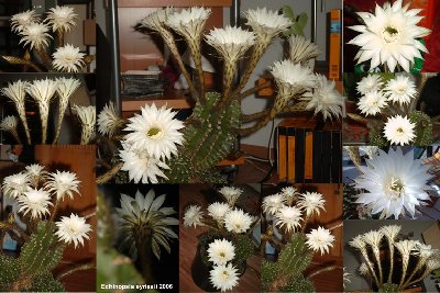 Echinopsis eyriesii 2006 Poster.jpg