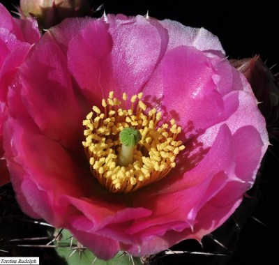 opuntia (7).JPG