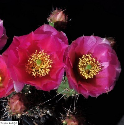 opuntia (4).JPG