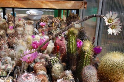 Echinocereus (Wilcoxia) waldeisii 2014 Juno01-3.jpg