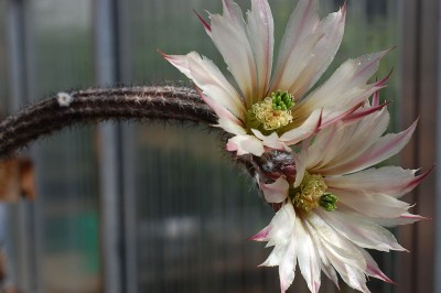 Echinocereus (Wilcoxia) waldeisii 2014 Juno01-2.jpg