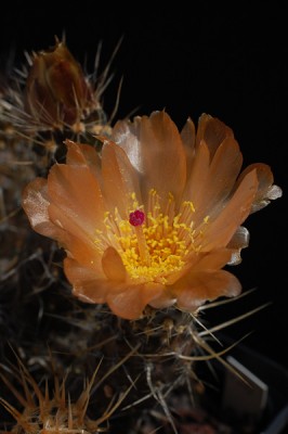 Pterocactus fischeri HPT270 2014 Juno09-3.jpg