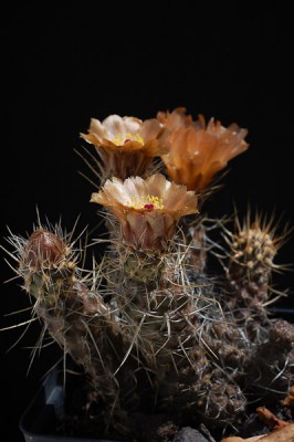 Pterocactus fischeri HPT270 2014 Juno09-20.jpg