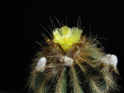 Notocactus warasii 2012 August12-2.jpg