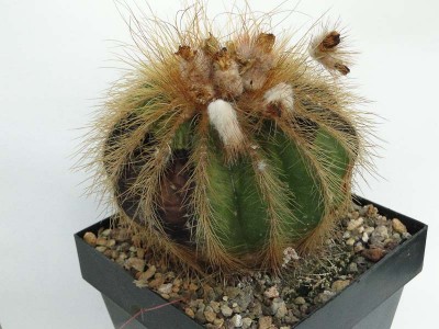 Krankheit Fäule an Notocactus 2012 August29-2.jpg