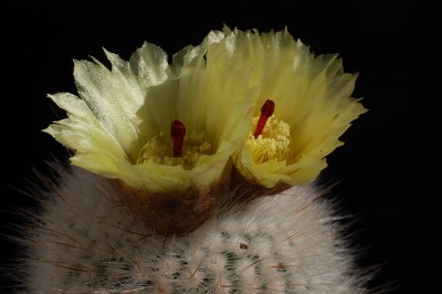 Notocactus glomeratus 2014 Juli01-5.jpg