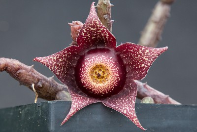 Orbeanthus hardyi