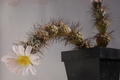 Tephrocactus alexanderi exHPT 2014 Juno13-3.jpg