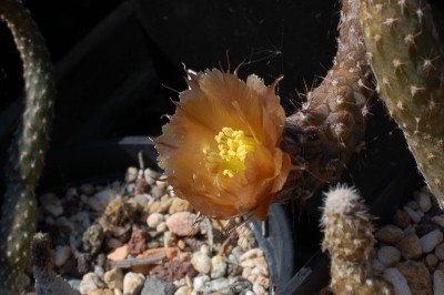 Pterocactus spec. Fiambala HPT 793 2013 Mai30.jpg