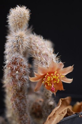 Pterocactus valentinii SAR543-4, Puerto Piramides 2014 Juli06-2.jpg