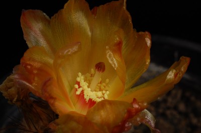 Tephrocactus weberi 2014 August19-6.jpg