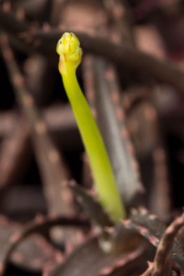 Aloe bakeri var. viridifolia IMG_4787.jpg