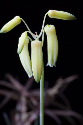 Aloe bakeri var. viridifolia IMG_4943.jpg