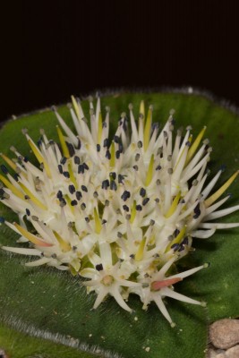 Massonia echinata 1.JPG