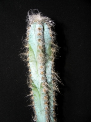 Pilosocereus leucocephalus mit beginnender Wollbildung