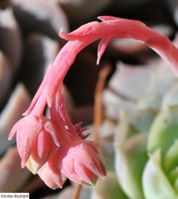 echeveria (7).JPG