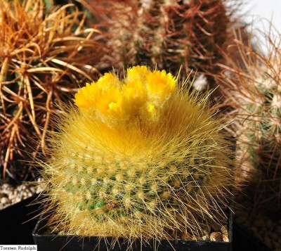 Parodia chrysacanthion