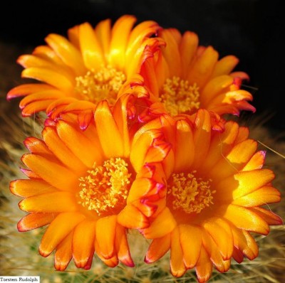 parodia und Fero 004.JPG