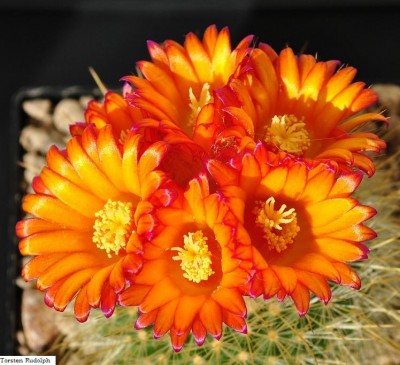 parodia und Fero 009.JPG