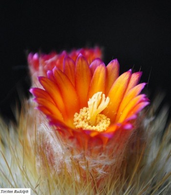 parodia und Fero 028.JPG