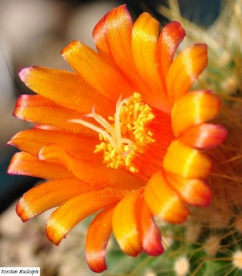 parodia (9).JPG