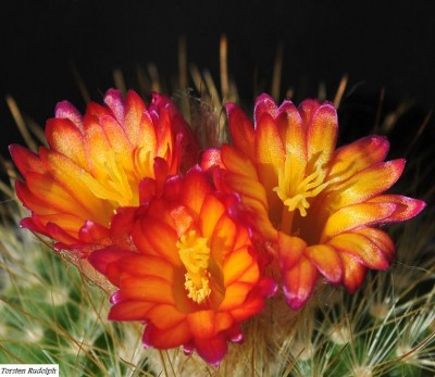 parodia (11).JPG