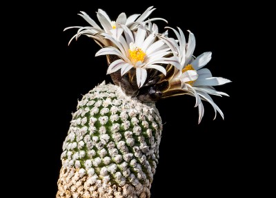 Turbinicarpus_valdezianus_var_albiflorus.jpg