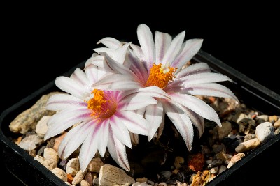 Turbinicarpus_panarottoi.jpg