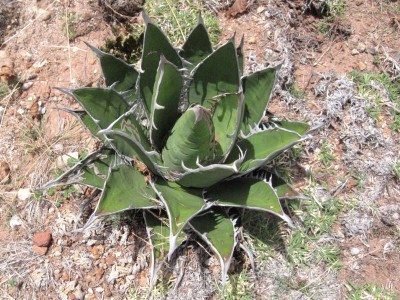 00 K800_0b 12 IMG_6016a Agave spec  2009.JPG