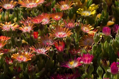 Delosperma 'Jewel of Desert - Peridot, Ruby, Topaz' 2.jpg