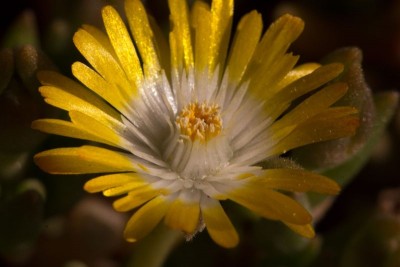 Delosperma 'Jewel of Desert - Peridot'.jpg