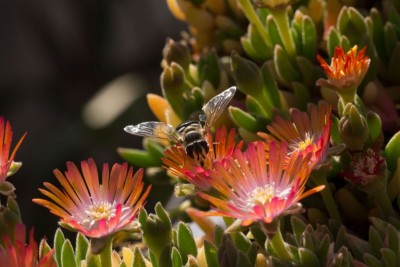 Delosperma 'Jewel of Desert - Topaz' 2.jpg