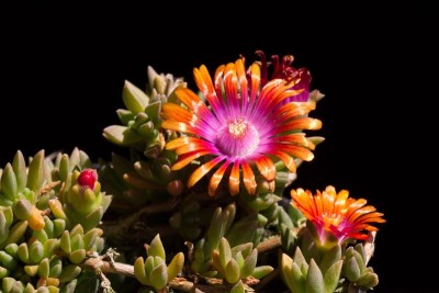 Delosperma 'Jewel of Desert' 'Amethyst' a.jpg