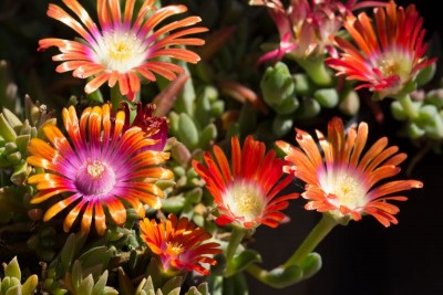 Delosperma 'Jewel of Desert Amethyst', dyeri 'Red Mountain'.jpg