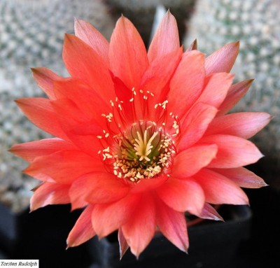 echinopsis.JPG