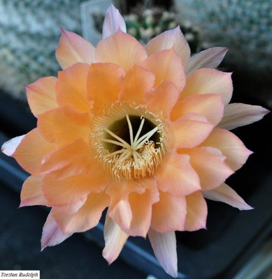 Echinopsis (2).JPG