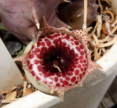 Huernia spec.