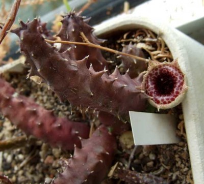 Huernia spec.