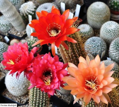 trichocereus (7).JPG