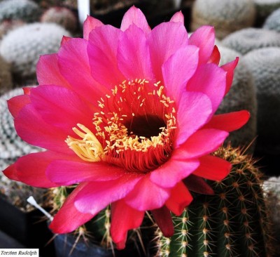 trichocereus.JPG