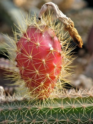 Nyctocereus oaxacensis