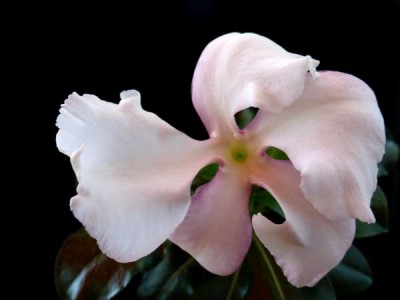 Pachypodium_saundersii_2.jpg