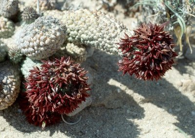 Hoodia pedicellata (Rössing-Mt. Swakopmund Namibia) 3 HT.jpg