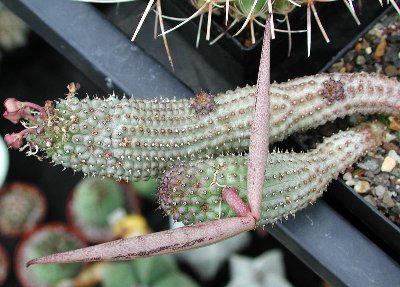 Hoodia pedicellata Frucht 8.jpg