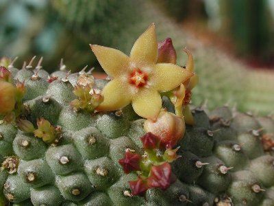 Hoodia pedicellata NK 16 km E Hentjiesbay 5.JPG