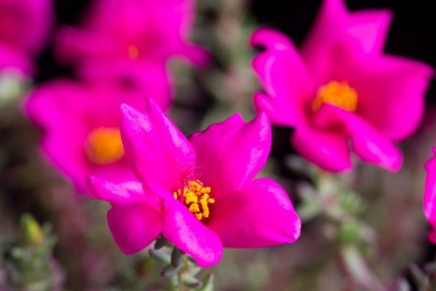 Portulaca gilliesii WB 2.jpg