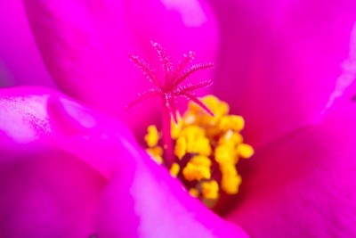 Portulaca gilliesii WB 4.jpg