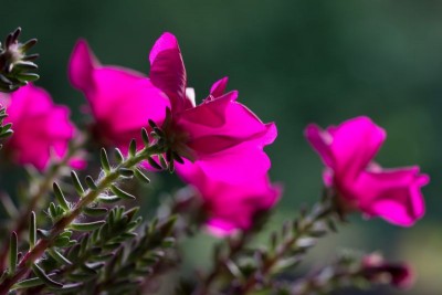 Portulaca gilliesii WB 7.jpg