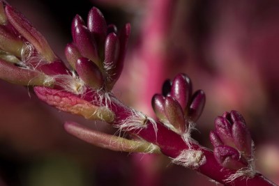 Portulaca gilliesii WB 8.jpg