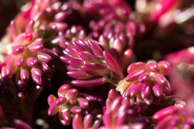 Portulaca gilliesii WB 9.jpg